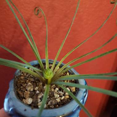 Albuca spiralis 'Frizzle Sizzle'