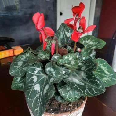 Cyclamen 'Sterling Scarlet' (Sterling Series)