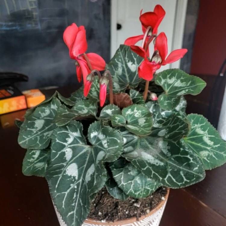 Plant image Cyclamen 'Sterling Scarlet' (Sterling Series)