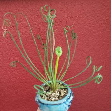 Albuca spiralis 'Frizzle Sizzle'