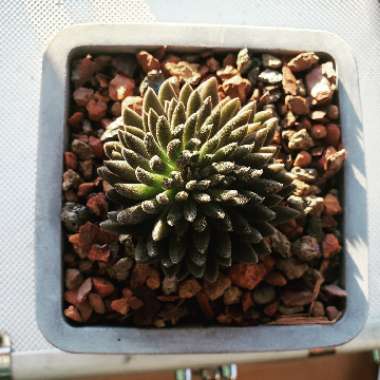 Sinocrassula Yunnanensis