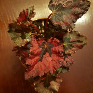 Begonia (Rex Cultorum Group) 'Red Kiss' syn. Begonia rex 'Red Kiss'