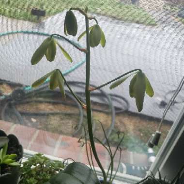 Albuca spiralis 'Frizzle Sizzle'