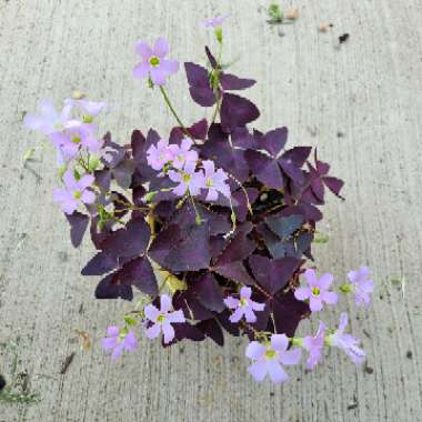 Oxalis triangularis subsp. papilionacea