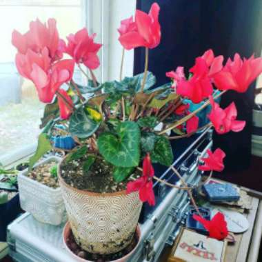 Cyclamen 'Sterling Scarlet' (Sterling Series)