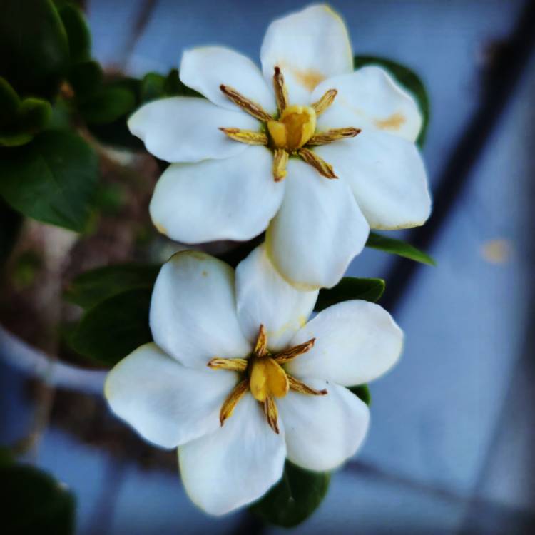 Plant image Gardenia jasminoides 'Kleim's Hardy'