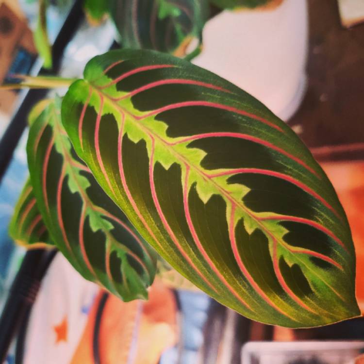 Plant image Maranta Leuconeura Var. Erythroneura