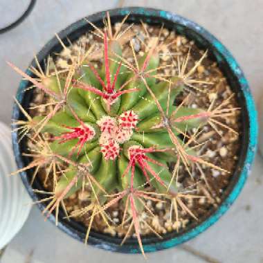 Ferocactus latispinus