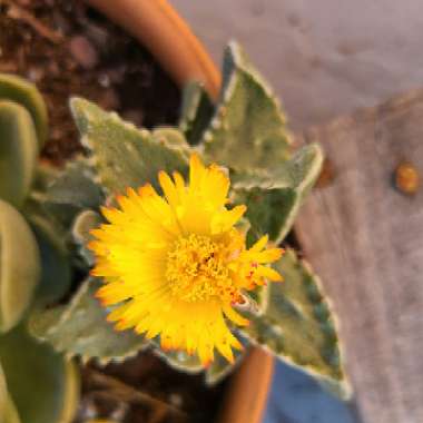 Faucaria tigrina