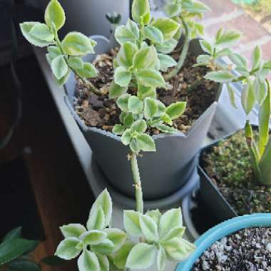 Aptenia cordifolia variegata 'Crystal'
