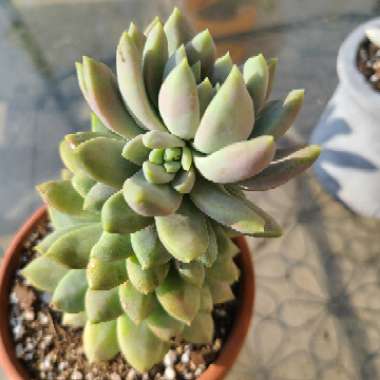 xSedeveria Lilac Mist