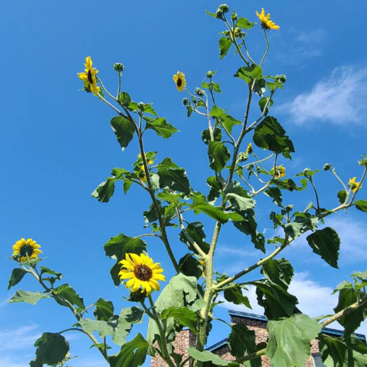 Plant image Helianthus Annuus 'Skyscraper'