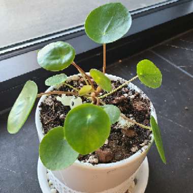 Pilea peperomioides