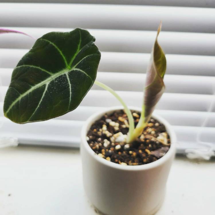 Plant image Alocasia reginula