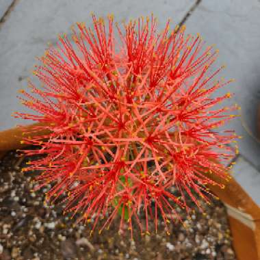 Scadoxus multiflorus syn. Haemanthus multiflorus