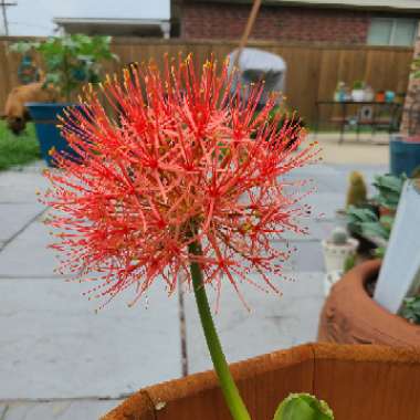 Scadoxus multiflorus syn. Haemanthus multiflorus