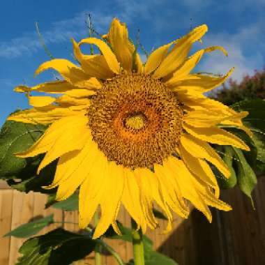 Helianthus annuus 'girasol'