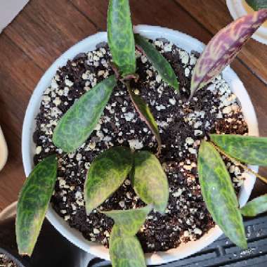 Aeschynanthus longicaulis 'Black Pagoda'