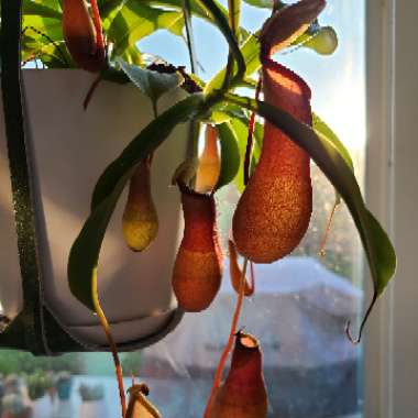 Nepenthes x Deroose Alata