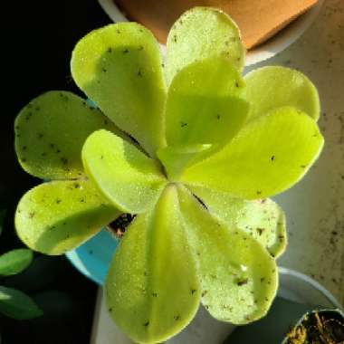 Pinguicula x 'Alfred Lau #13' 