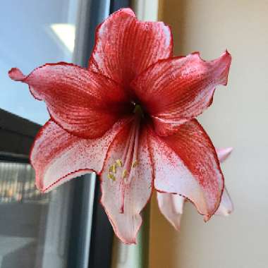 Hippeastrum (Diamond Group) 'Charisma'