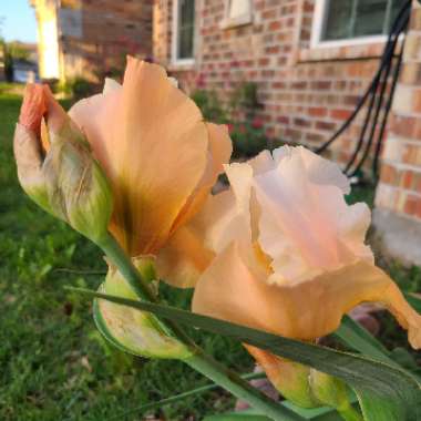 Bearded Iris 'Invitation'