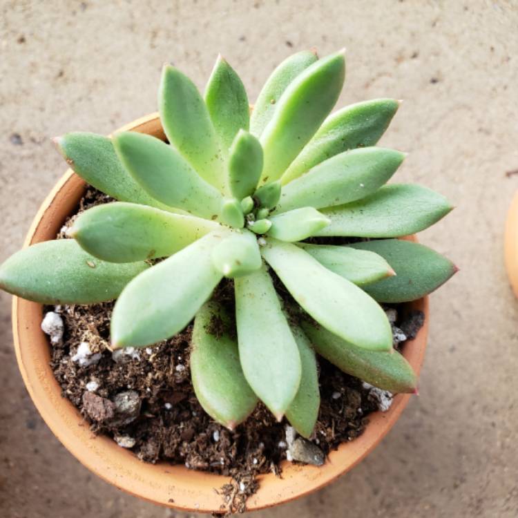 Plant image Echeveria Agavoides Lem