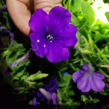 Petunia 'Kleph15313' syn. Petunia 'Night Sky', Petunia 'Headliner Night Sky'