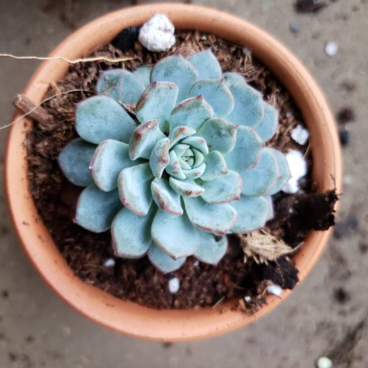 Plant image Echeveria Azulita