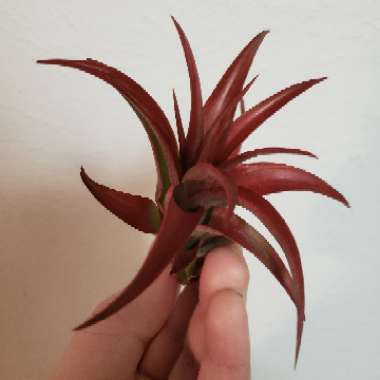 Tillandsia abdita 'Red Form'