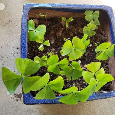 Oxalis regnellii var. triangularis