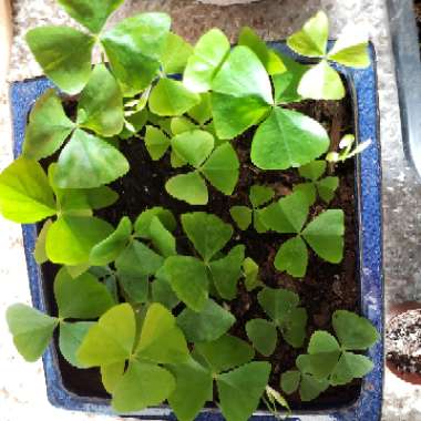 Oxalis regnellii var. triangularis