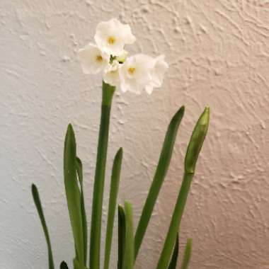 Narcissus papyraceus syn. Narcissus 'Paper White'