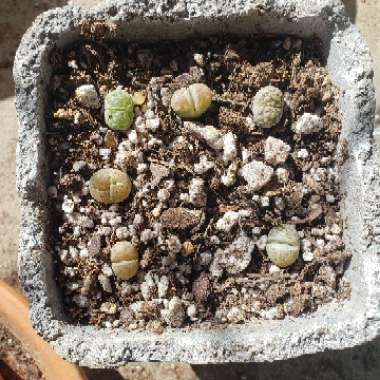 Lithops