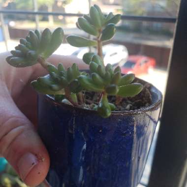 Sedum Rubrotinctum Dwarf 