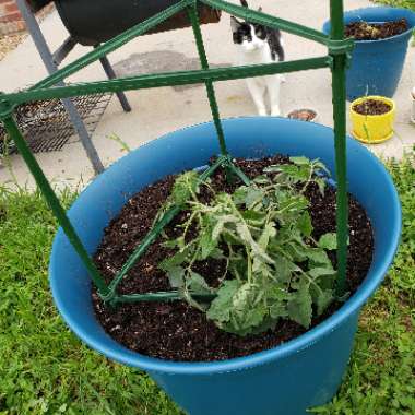 Solanum lycopersicum 'Costoluto Genovese'