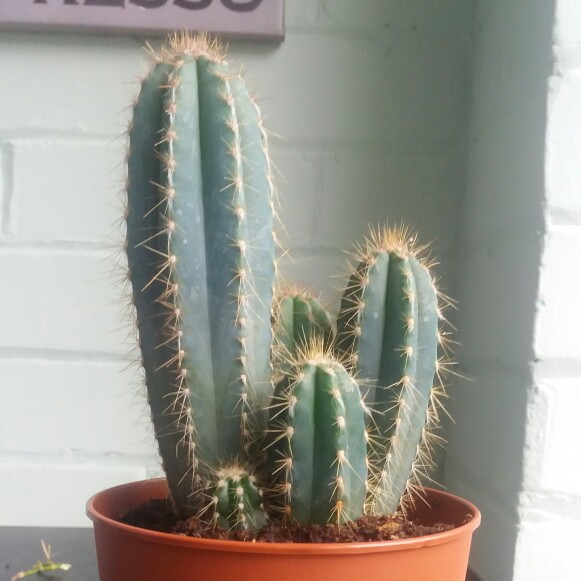 Pilosocereus pachycladus