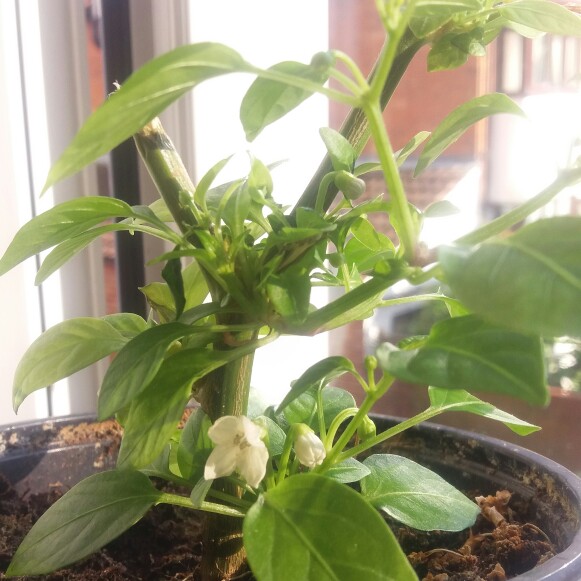 Plant image Capsicum Annuum 'Super Chilli' F1