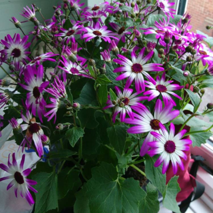 Plant image Pericallis x hybrida 'Sunsenbaibai' (Senetti Series) syn. Pericallis 'Senetti Violet Bicolor'