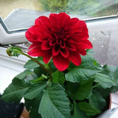 Dahlia 'Labella Piccolo Coral' (Bedding)