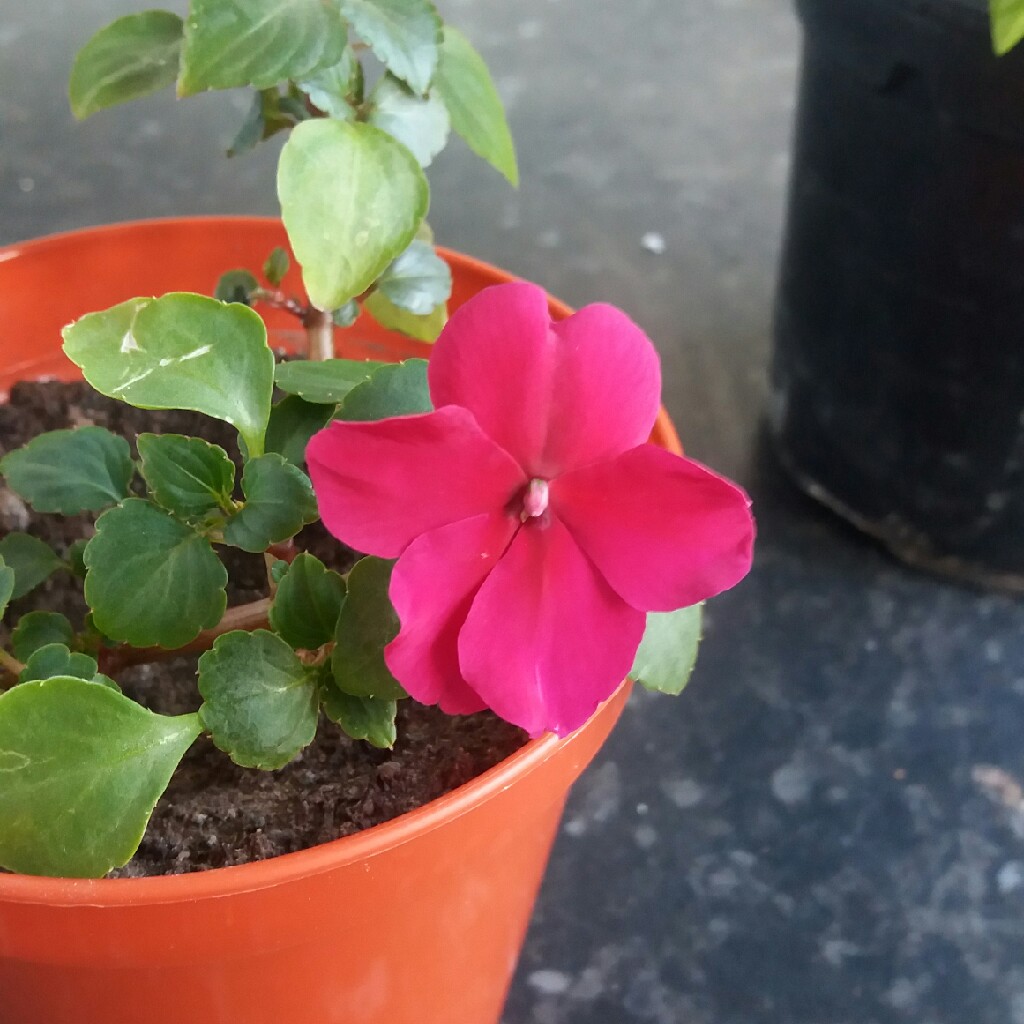 Plant image Impatiens walleriana 'Peach Swirl'