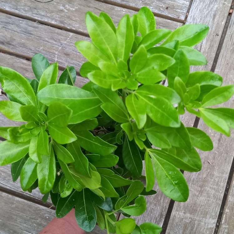 Plant image Coprosma repens 'Evening Star'