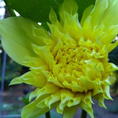 Border Dahlia