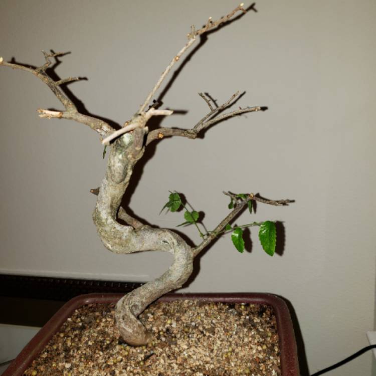 Plant image Ulmus parvifolia (Bonsai)