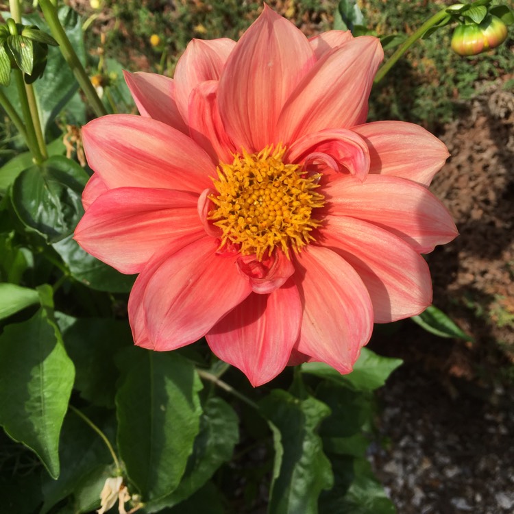 Plant image Dahlia Variabilis 'Redskin' (Mix)