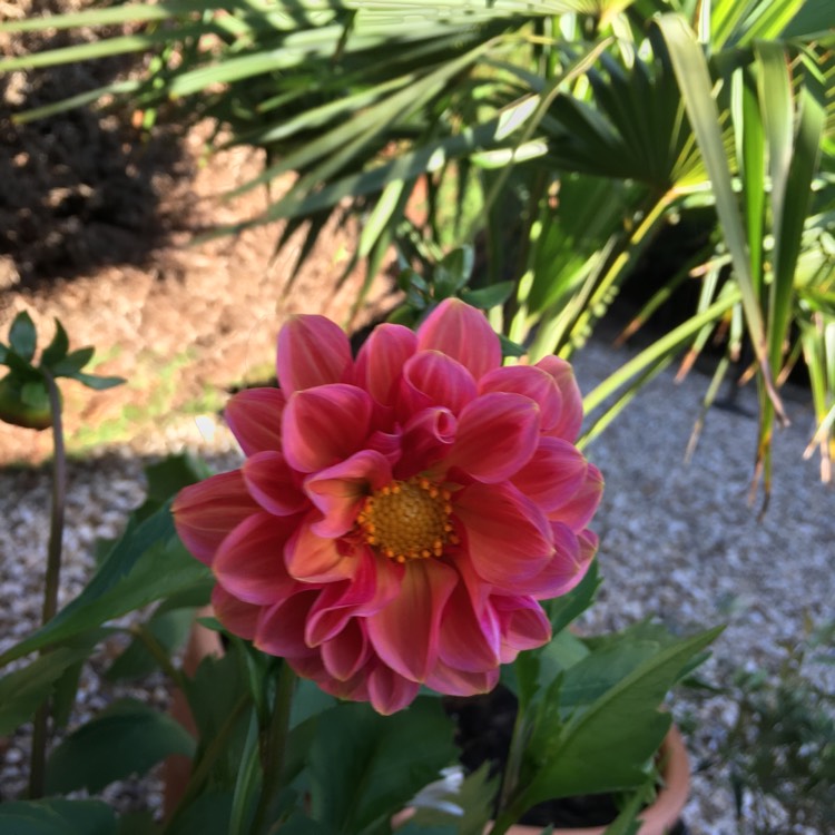 Plant image Dahlia Variabilis 'Redskin' (Mix)