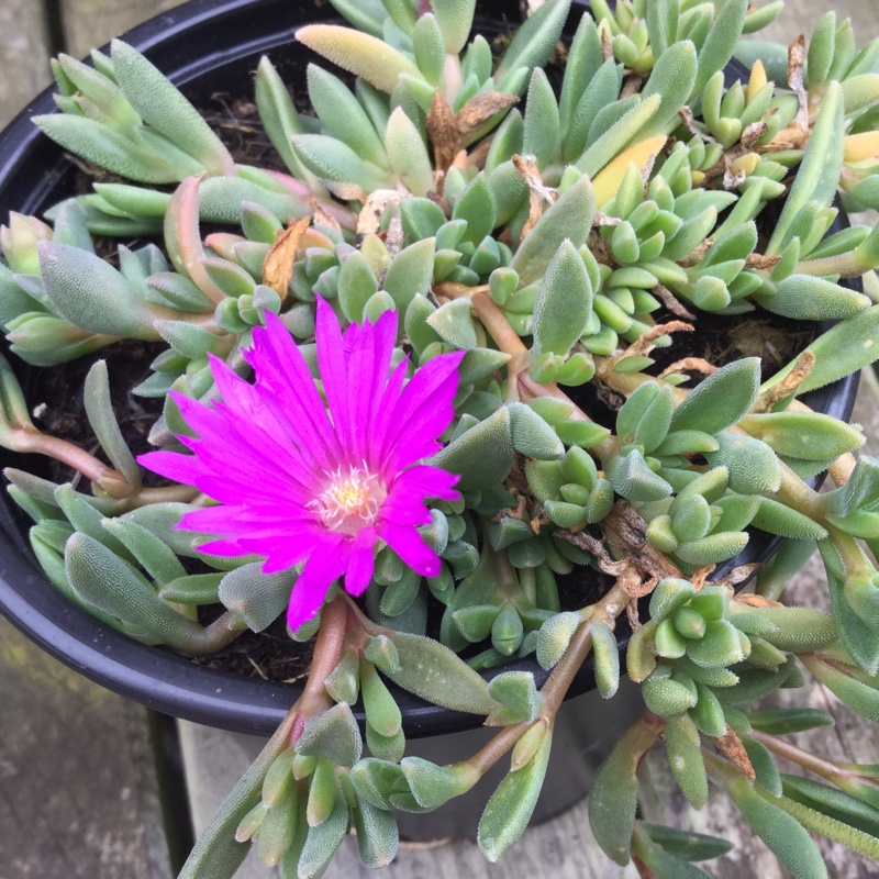 Plant image Delosperma 'Table Mountain'