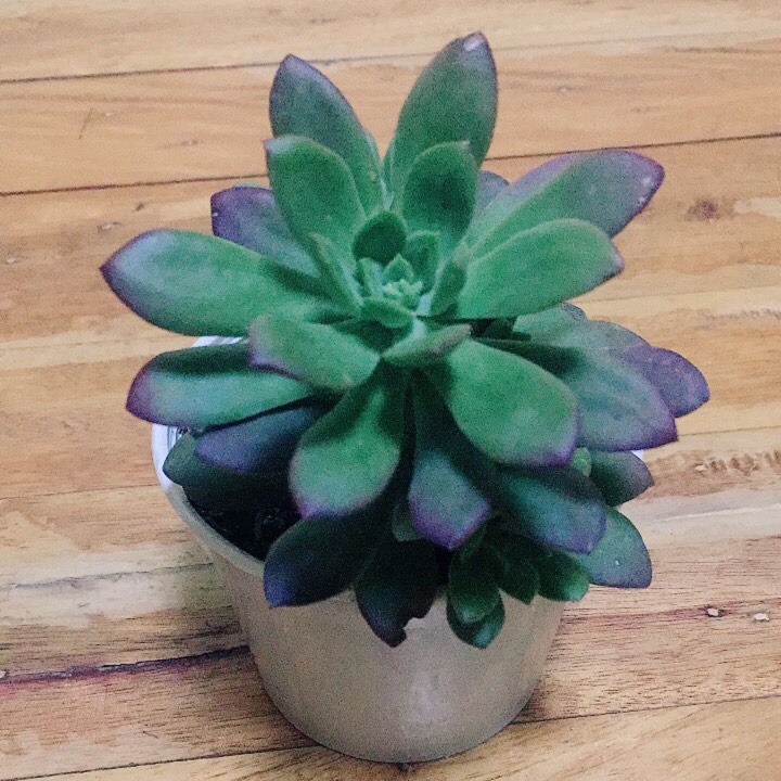 Plant image Echeveria Minibelle