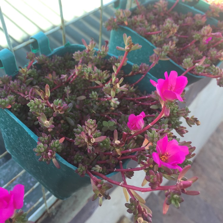 Plant image Portulaca gilliesii