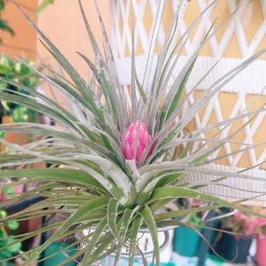 Air Plant